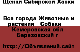 Щенки Сибирской Хаски - Все города Животные и растения » Собаки   . Кемеровская обл.,Березовский г.